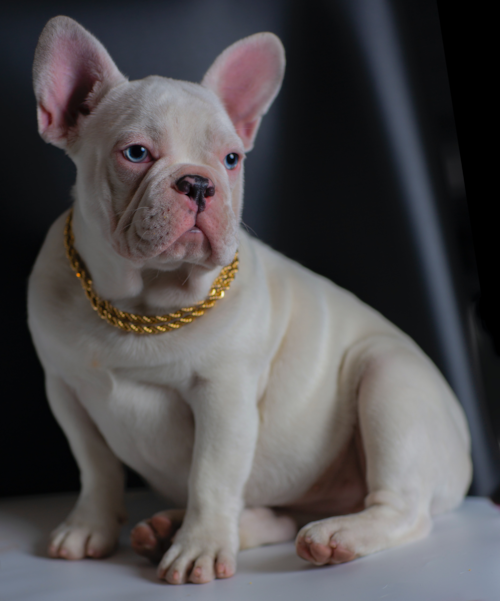 white French bulldog wearing golden chain